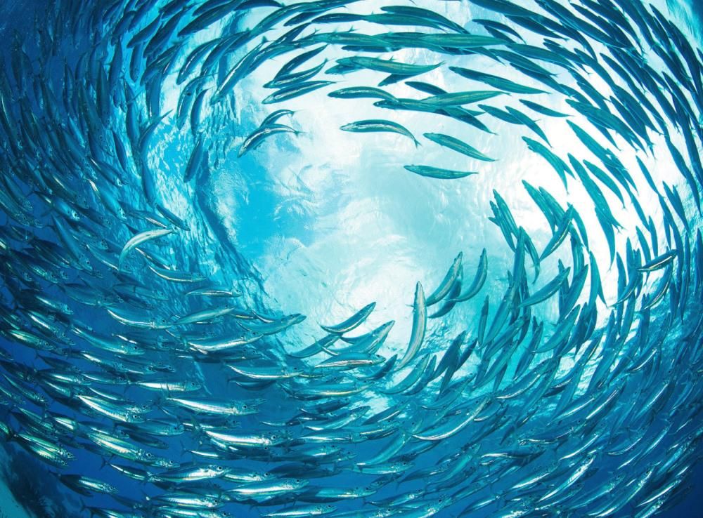 E-fish sistema di gestione mercati ittici